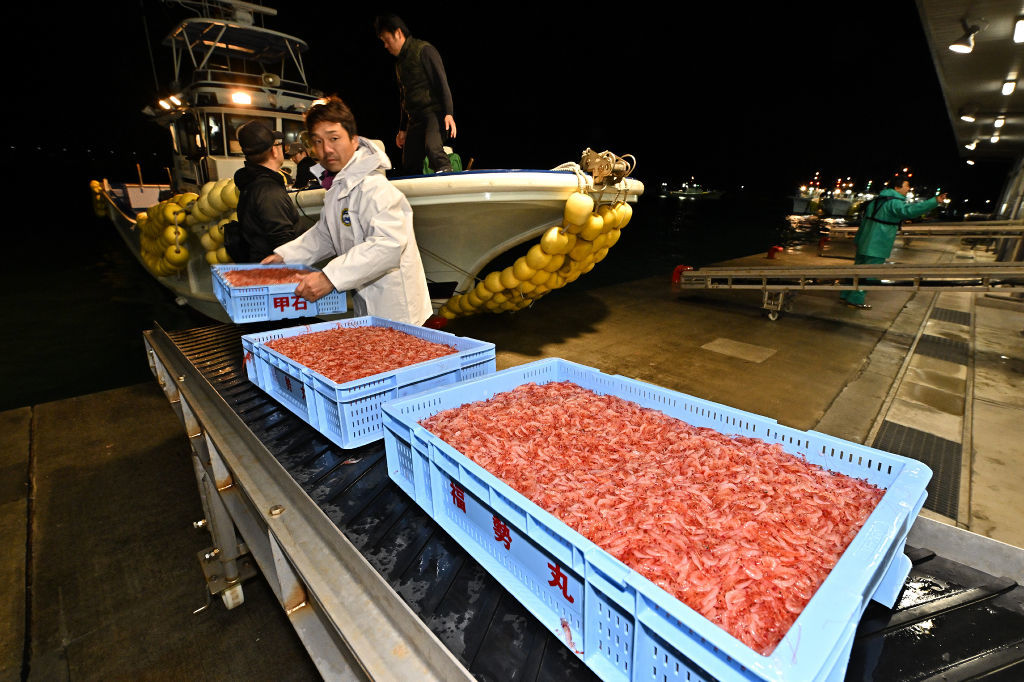 駿河湾サクラエビ春漁終了、漁獲は微減288トン 漁業組合「夏の産卵