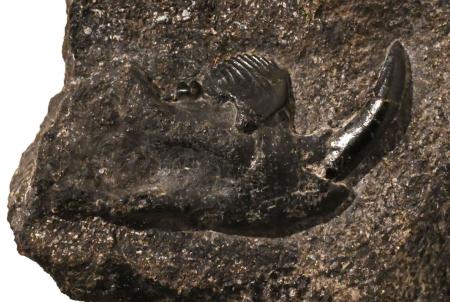 リス似の新属新種化石、発見 鹿児島・下甑島、恐竜時代｜静岡新聞