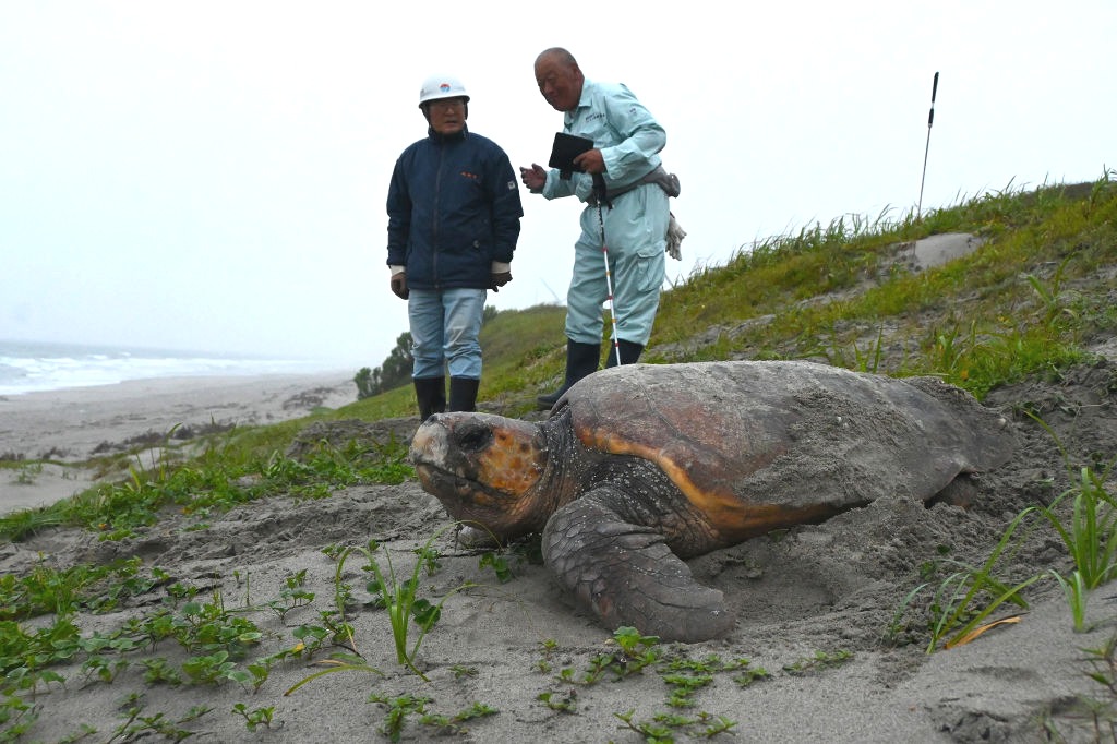 絶滅危惧種アカウミガメの産卵上陸 貴重な姿を21日に撮影 個体数激減