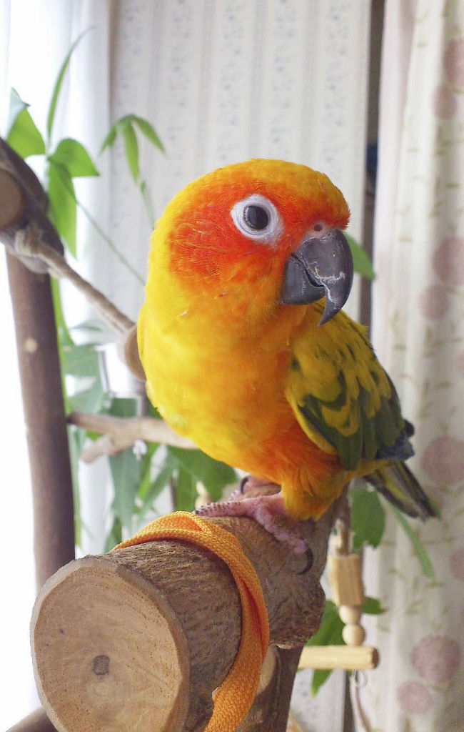 しぐさで「ワクワク」表す【毎日インコ三昧⑤】｜静岡新聞DIGITAL 静岡