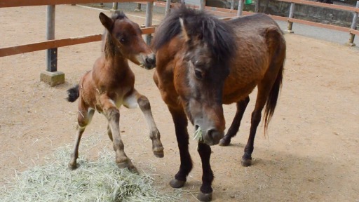 動画 与那国馬の赤ちゃん かわいいね 三島 楽寿園 あなたの静岡新聞