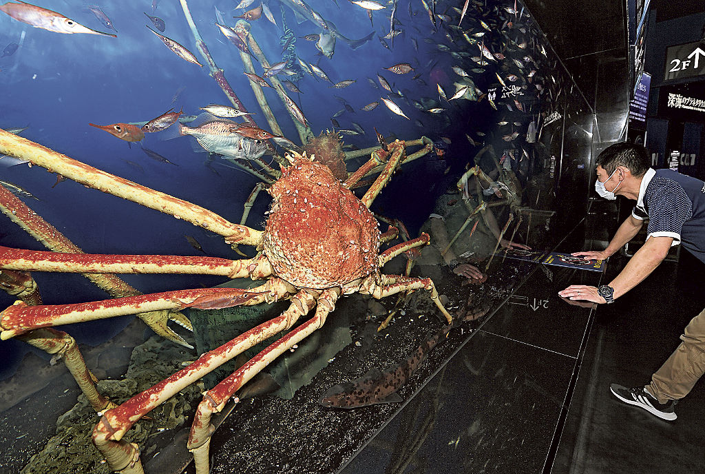 出番待つ動物たち ３ 沼津港深海水族館 タカアシガニ あなたの静岡新聞