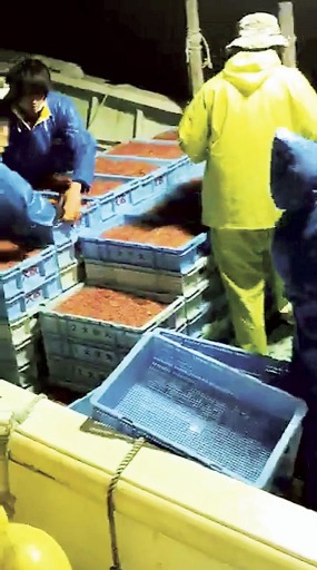 禁漁区で操業した乗組員が公開した動画の一場面。サクラエビが入った多くのケースを船上で積み上げている