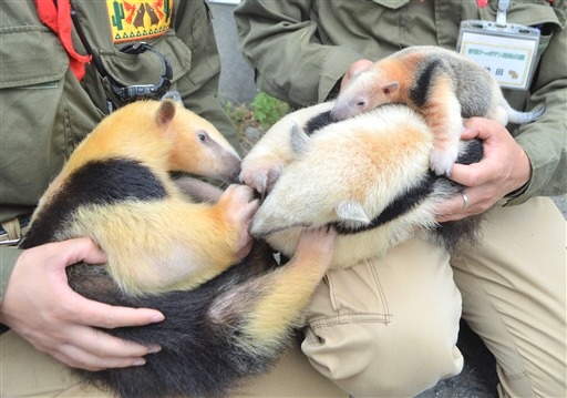 兄２匹と顔合わせをするミナミコアリクイの三男ケイ（右上）＝伊東市富戸の伊豆シャボテン動物公園