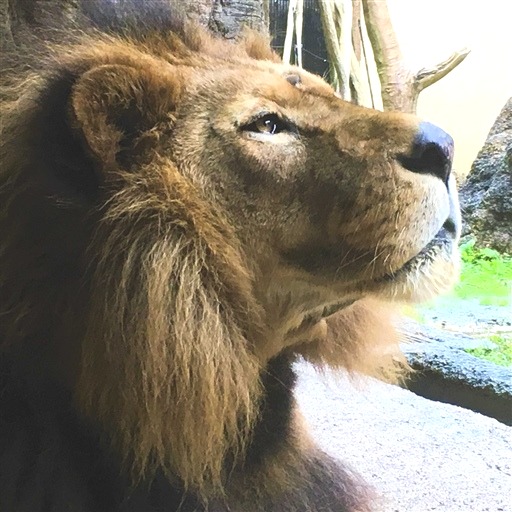 来園者の人気を集めたライオンの「キング」（日本平動物園提供）