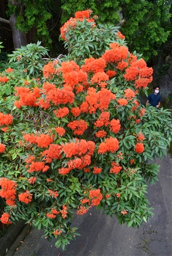 写真ニュース ユーカリの花鮮やか 熱川バナナワニ園 ７月半ばまで見頃 静岡新聞アットエス