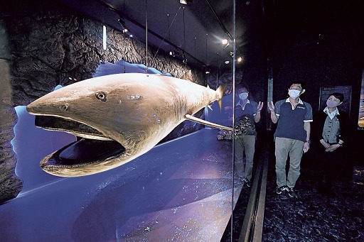 幻のサメ メガマウス 沼津港深海水族館に剥製展示 あなたの静岡新聞