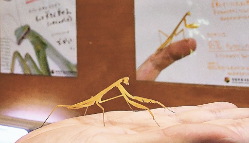 黄色いカマキリ展示 磐田 竜洋昆虫自然観察公園 静岡新聞アットエス