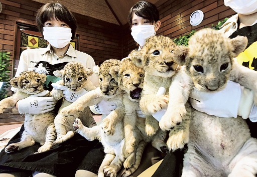 同じ誕生日 三つ子ライオン２組人気 富士サファリ 動画あり 静岡新聞アットエス