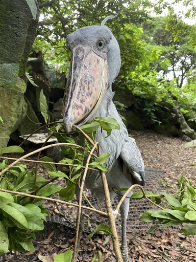 ビル おばあさん だった 伊東のハシビロコウ 死後解剖で判明 あなたの静岡新聞