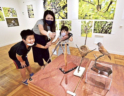 貴重なサンコウチョウの剥製や写真などが並ぶ企画展＝静岡市駿河区大谷のふじのくに地球環境史ミュージアム