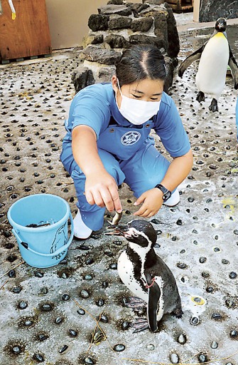 飼育員から餌を与えられるフンボルトペンギンの「ちおら」＝下田市の下田海中水族館