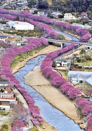 河津桜まつり ２０２１年２月１０日開幕方針 あなたの静岡新聞