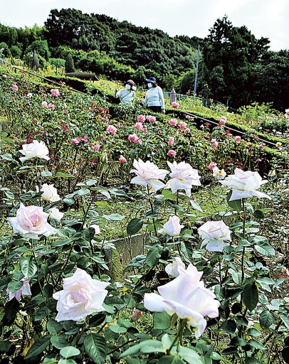 色とりどりのバラが咲く園内＝島田市野田の市ばらの丘公園
