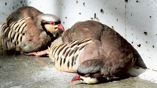 日なたぼっこ 大好き 掛川花鳥園のイワシャコ
