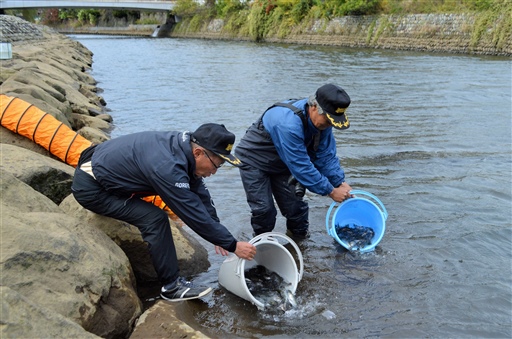サツキマスの特定区釣り場開設 伊東大川に静岡県内初 あなたの静岡新聞 サツキマスの特定区釣り場開設 伊東大川に静岡県内初 あなたの静岡新聞