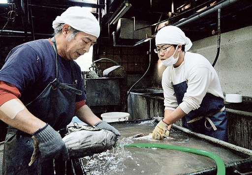 芹沢安久副代表（左）の指導を受けながら潮かつおの製造に奮闘する白川圭さん＝１６日午前、西伊豆町田子