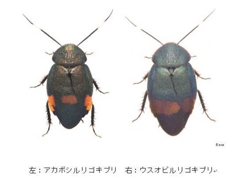 アカボシルリゴキブリ（左）とウスオビルリゴキブリ