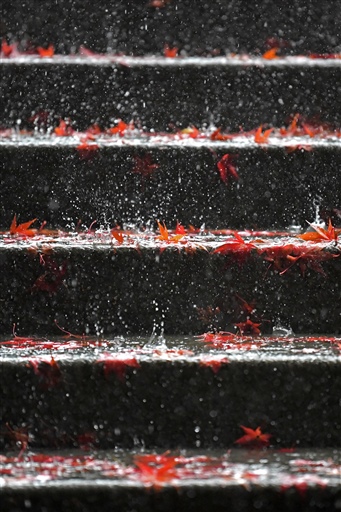赤く染まったモミジの落葉＝２０日、静岡市葵区の洞慶院