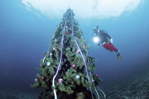 海中にツリー ダイビング、クリスマス気分で 沼津・大瀬崎|静岡新聞 海中にツリー ダイビング、クリスマス気分で 沼津・大瀬崎|静岡新聞