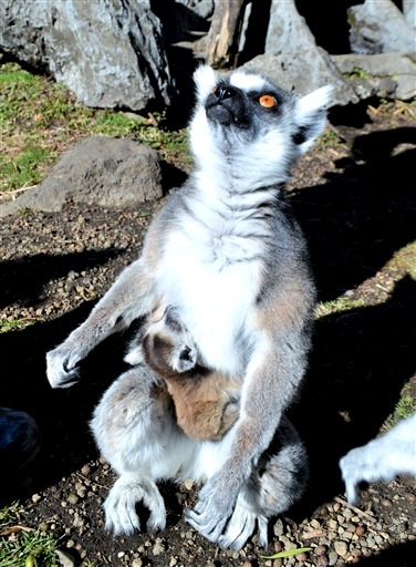 母親にしがみつくワオキツネザルの赤ちゃん＝伊東市富戸の伊豆シャボテン動物公園