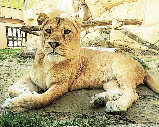 来園者の人気を集めた雌ライオンの「マッチ」（日本平動物園提供）