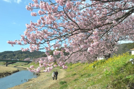 見頃 河津 桜