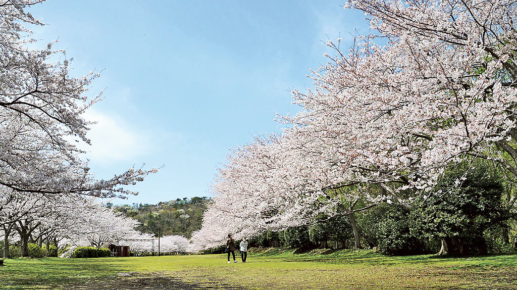 満開を迎えた約４００メートル続く桜並木＝東伊豆町稲取の町クロスカントリーコース