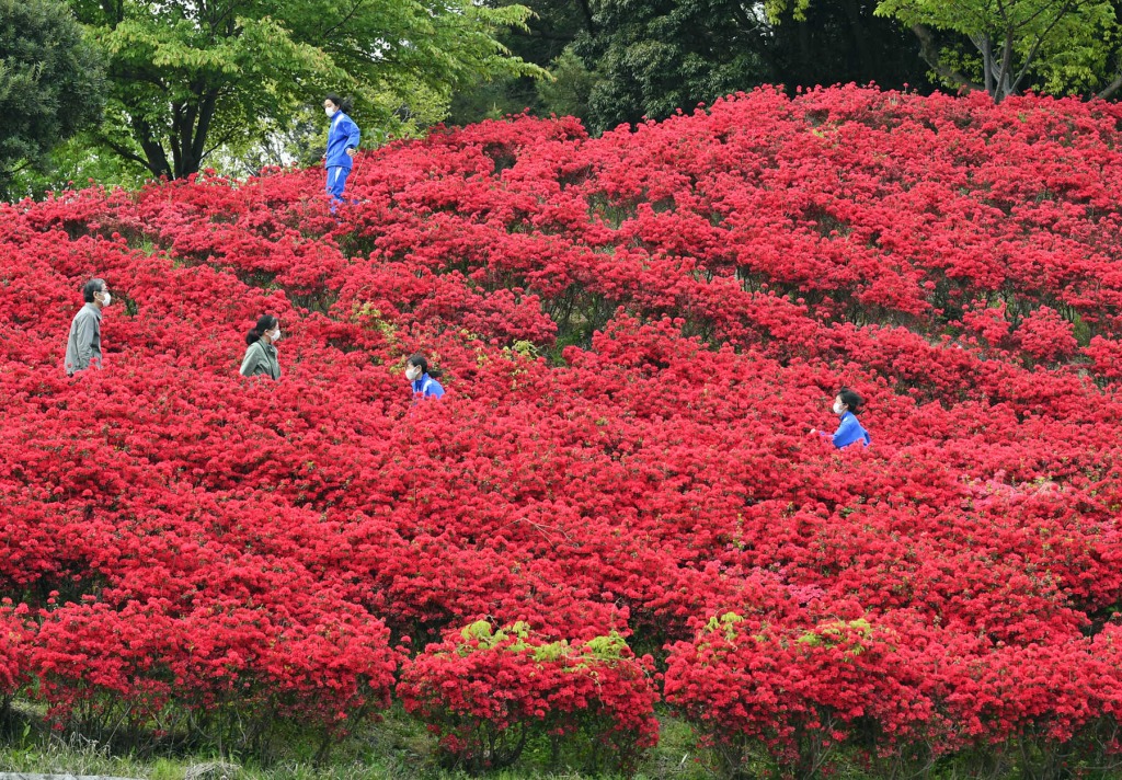 古墳広場を赤く染めるキリシマツツジ＝静岡市清水区の秋葉山公園