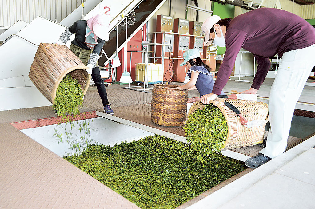 収穫した生葉を持ち込む茶農家＝掛川市の掛川中央茶業