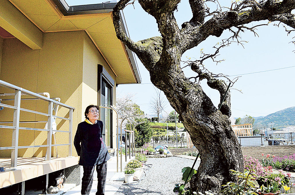 夫が丹精込めて育てたしだれ梅のそばに立つ村田千鶴子さん。「梅は夫そのもの」と話す＝３月下旬、熊本県益城町