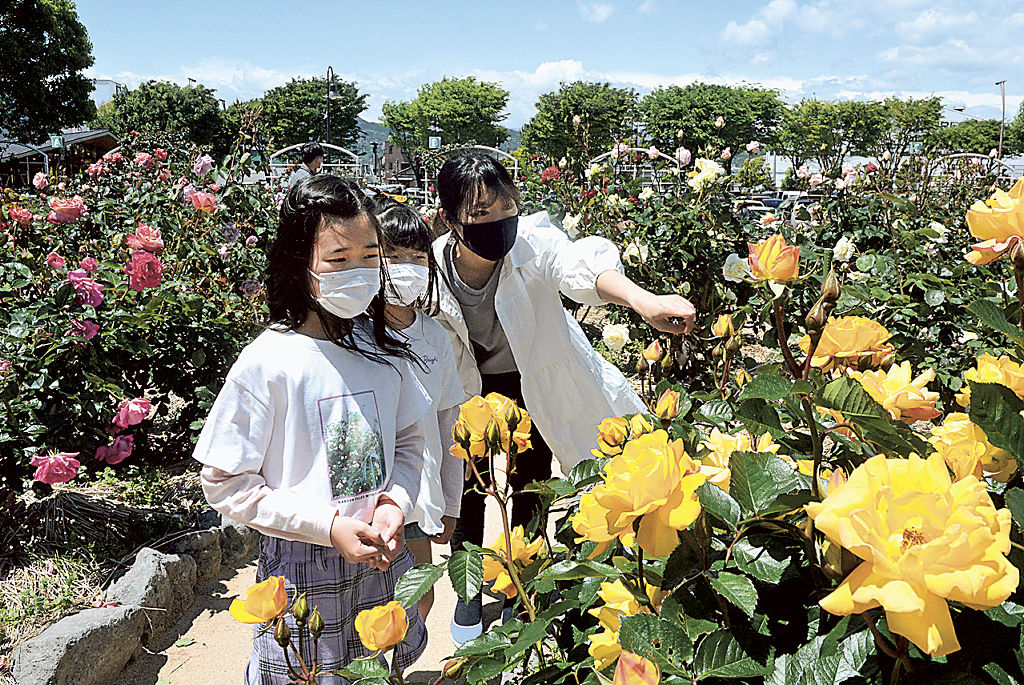 色とりどりのバラを楽しむ来園者＝富士市中央公園