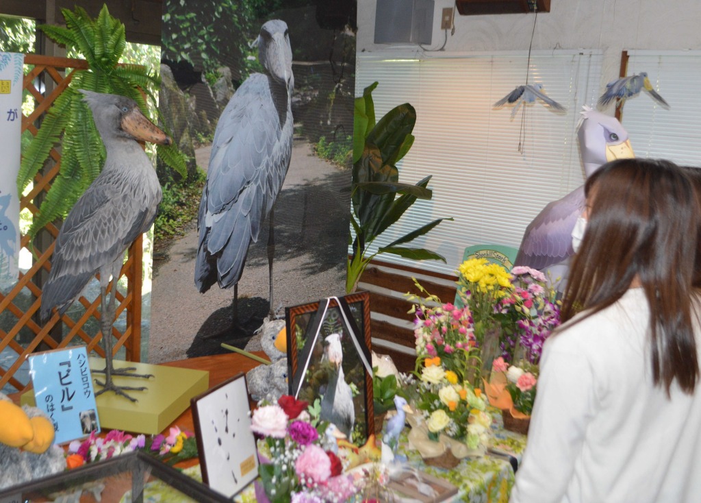献花コーナーに展示されたハシビロコウ「ビル」の剥製（左）＝伊東市富戸の伊豆シャボテン動物公園