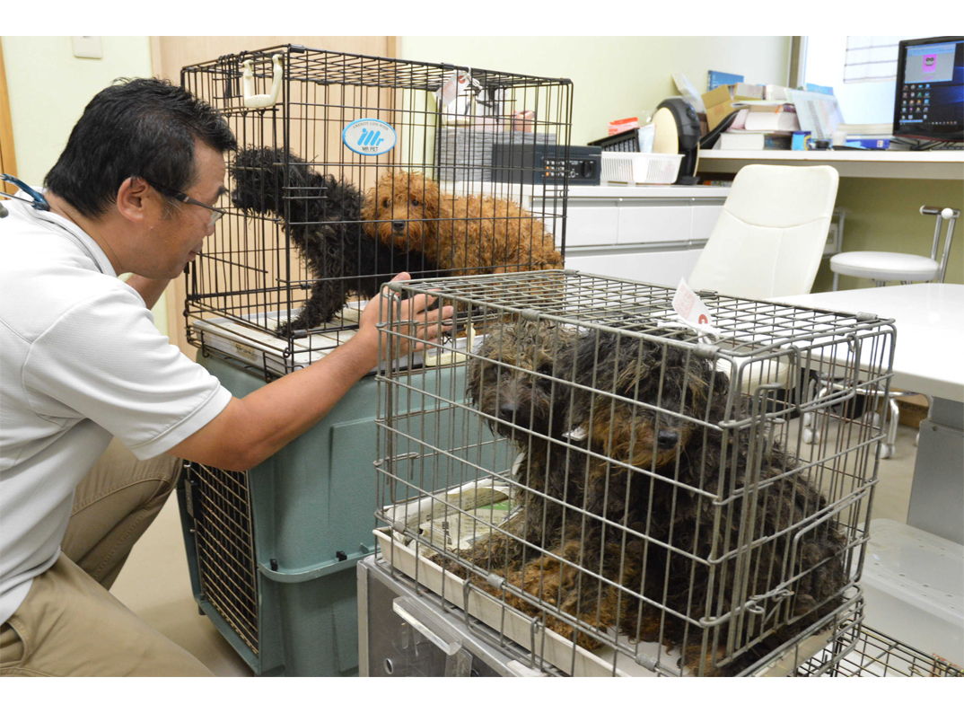 多頭 飼育 崩壊 犬