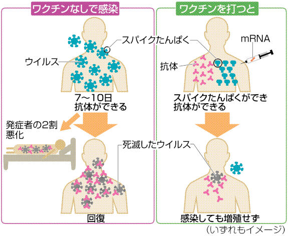 ワクチンを接種した場合としなかった場合の体内の状況