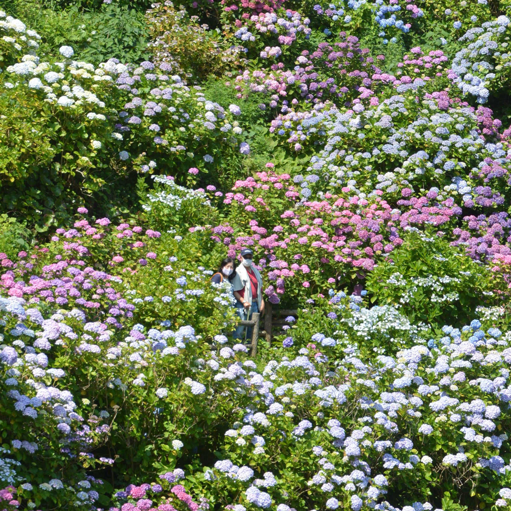 アジサイ鮮やか 静岡県内花だより あなたの静岡新聞 知っとこ 記事まとめ