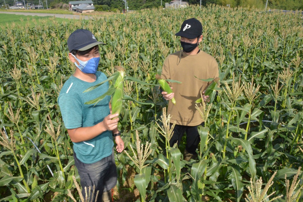 トウモロコシの栽培を始めた中村嶺志さん（右）と航さん＝三島市笹原新田