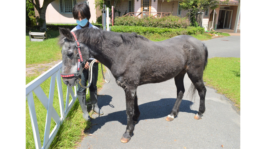 御前崎の長生きポニー トラさん 馬の40歳 どのくらい 長寿 と言えるの Next特捜隊 あなたの静岡新聞 御前崎の長生きポニー トラさん 馬の40歳 どのくらい 長寿 と言えるの Next特捜隊 あなたの静岡新聞