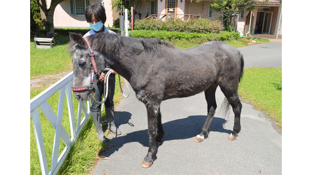 ことし４０歳を迎えたポニーのダブルトラブルと世話役の佐藤久美さん＝６月中旬、御前崎市のパロミノ・ポニークラブ