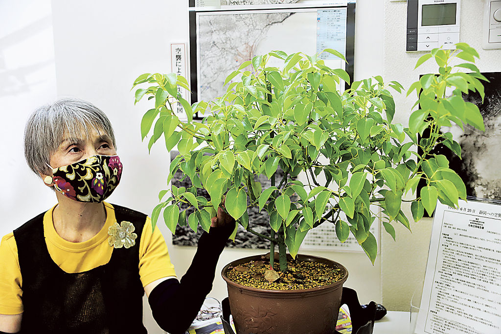 挿し木から３年で高さ４０センチを超えたクスノキの苗木＝６月下旬、静岡市葵区の静岡平和資料センター