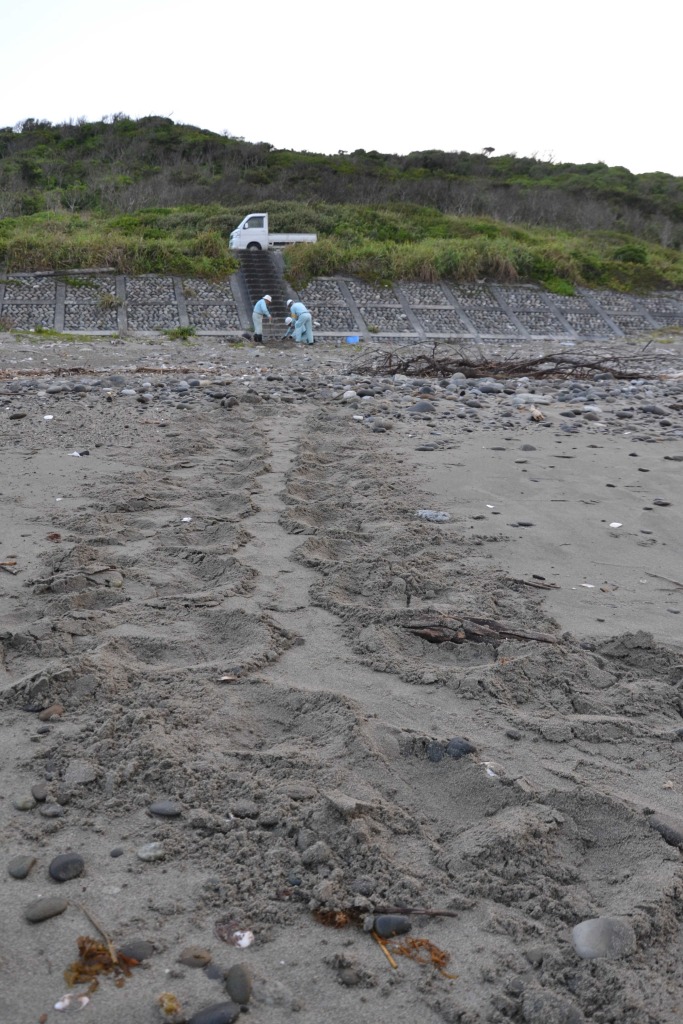 上陸したアカウミガメの足跡。産卵をせずに海に帰ることも多い＝５月、御前崎市