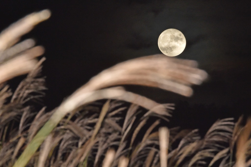 ススキ野原を美しく照らした中秋の名月＝２１日午後７時３６分、裾野市須山