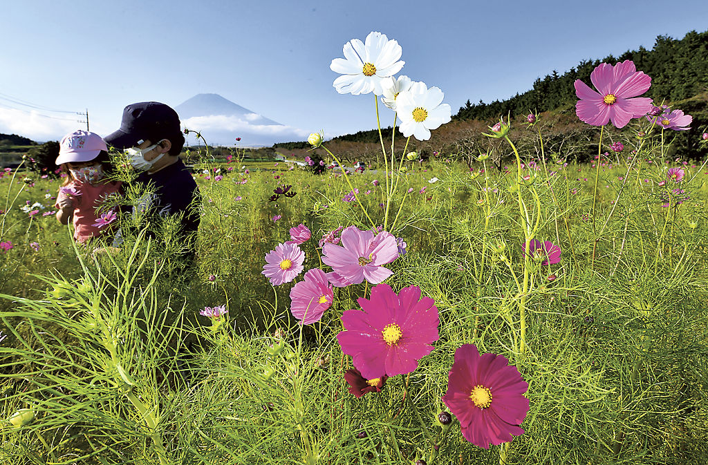 見頃を迎えたコスモス＝裾野市須山のパノラマ遊花の里