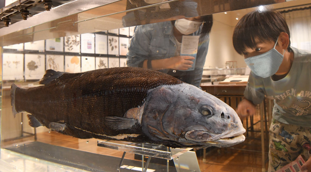 セキトリイワシ科の大型深海魚「ヨコヅナイワシ」の標本＝静岡市駿河区のふじのくに地球環境史ミュージアム