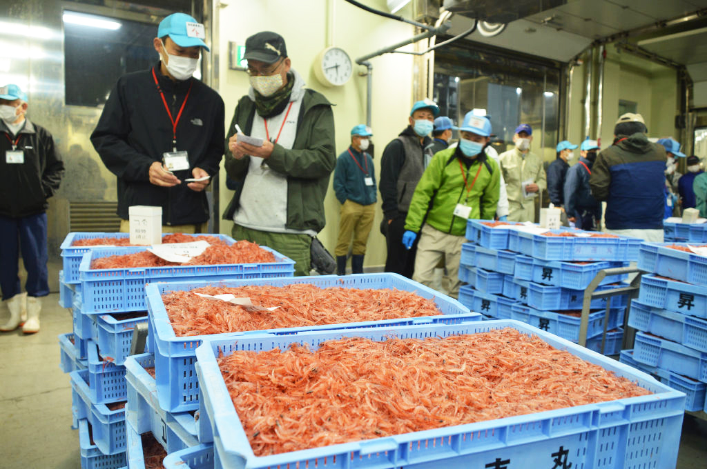 駿河湾産サクラエビ秋漁の初競りで、エビの品質を見極める加工業者ら＝２９日午前５時４０分ごろ、静岡市清水区の由比漁港