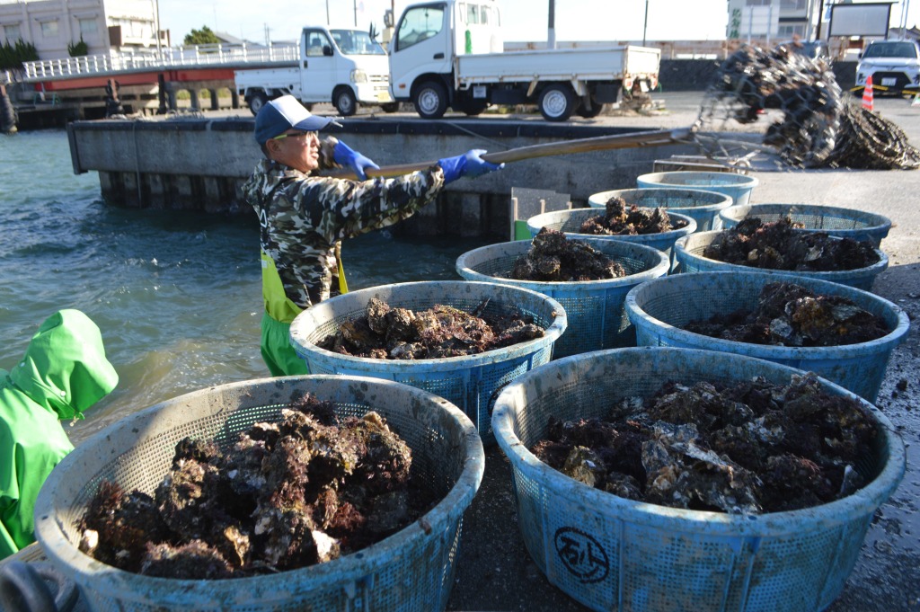 今シーズンの出荷が始まった浜名湖特産の養殖カキ。水揚げの回復が期待される＝１１月中旬、浜松市西区