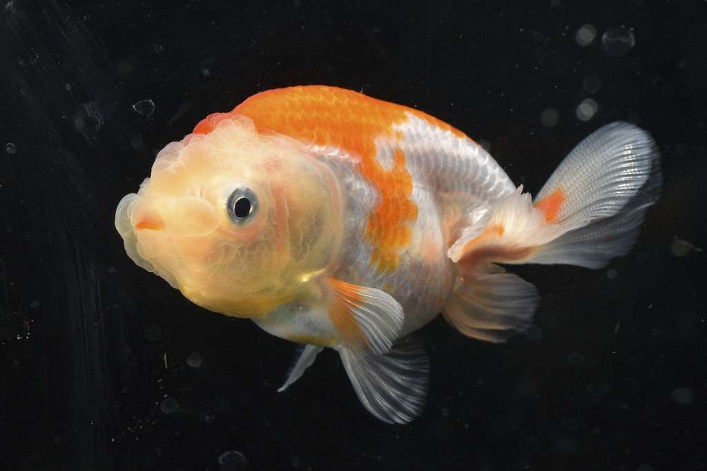 涼誘う夏の金魚 競り熱く 浜松生まれ 浜錦 の魅力は あなたの静岡新聞